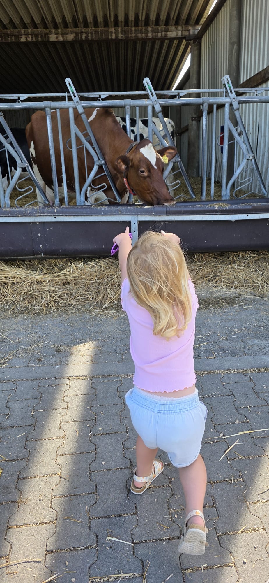 Kind begrüßt eine Kuh im Stall