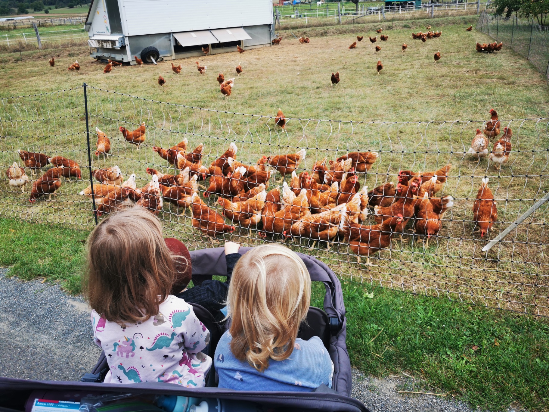 Kinder beobachten Hühner auf der Wiese