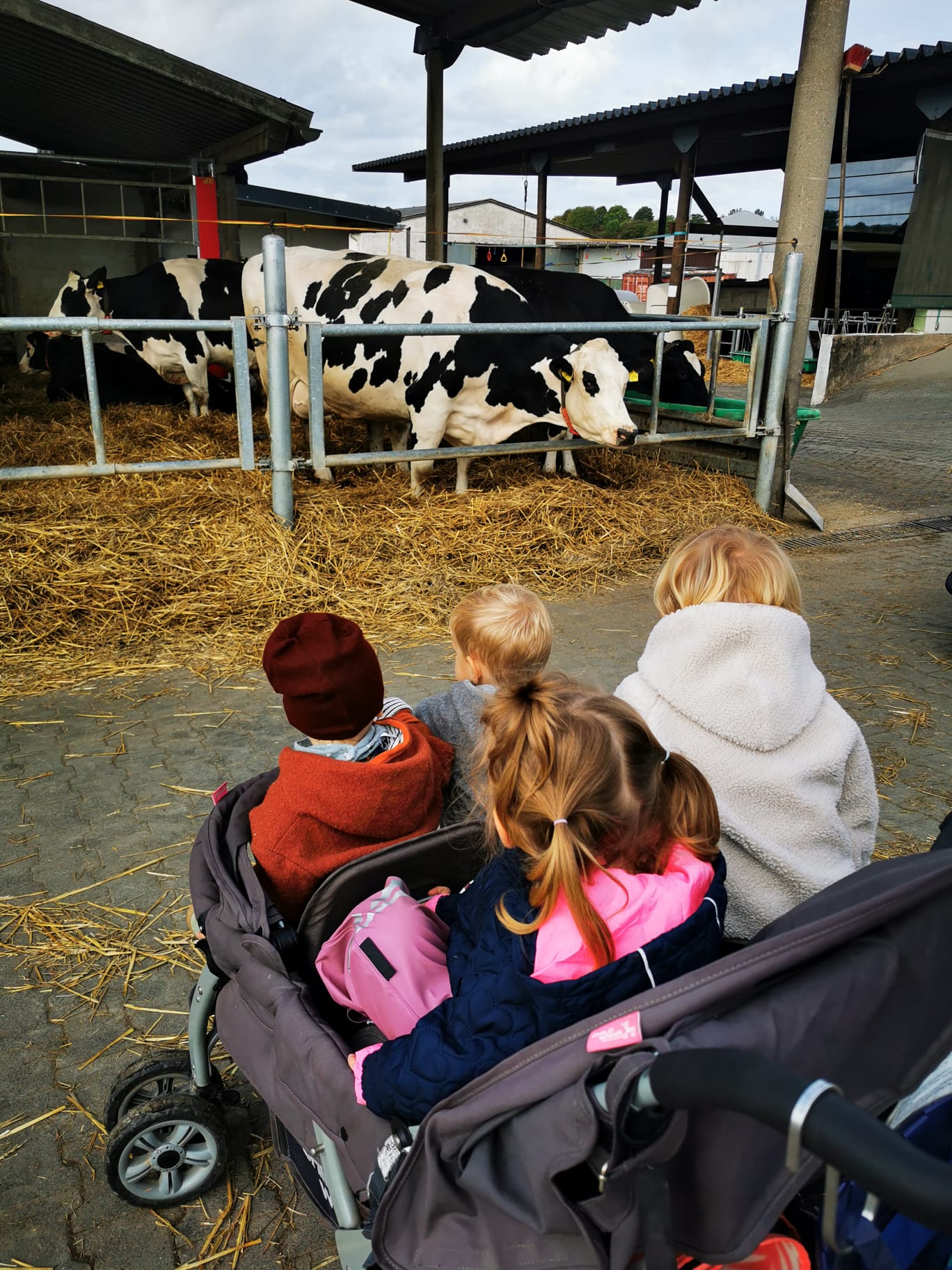 Kinder beobachten Kühe im Stall